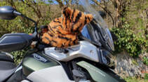 Triumph Tiger 900 Rally Pro Dauertest